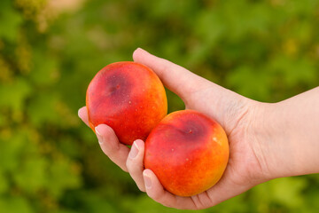 Piękne dojrzałe owoce nektarynki z czerwona skórką trzymane w dłoni 