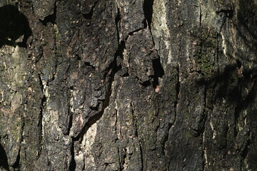 brown bark texture, suitable for background