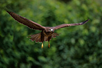 Common Buzzard (Buteo buteo) searching for food in the forest of Noord Brabant in the Netherlands.