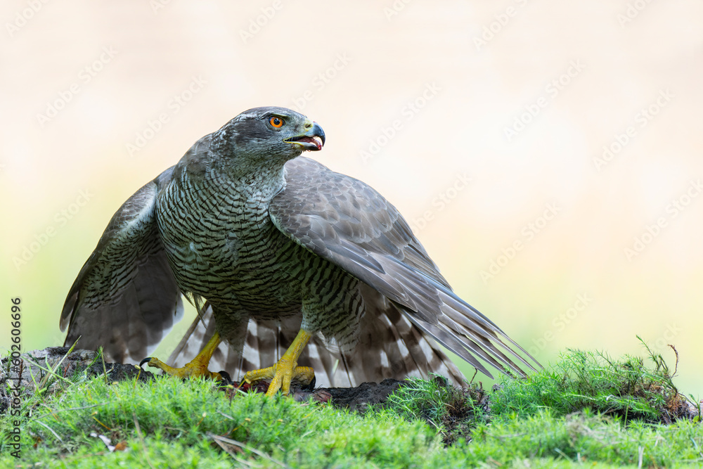 Canvas Prints Northern goshawk (accipiter gentilis) protecting his food in the forest of Noord Brabant in the Netherlands