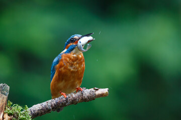 Common European Kingfisher (Alcedo atthis) sitting on a branch above a pool to catch a fish in the forest in the Netherlands with a green background
