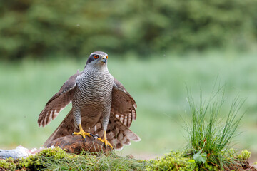 Northern goshawk (accipiter gentilis) protecting his food in the forest of Noord Brabant in the Netherlands