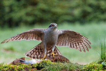 Northern goshawk (accipiter gentilis) protecting his food in the forest of Noord Brabant in the Netherlands