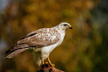 Common Buzzard (Buteo buteo) searching for food in the forest of Noord Brabant in the Netherlands.