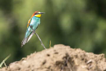 European bee-eater perched on a thin branch
