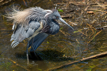 Tricolored Heron