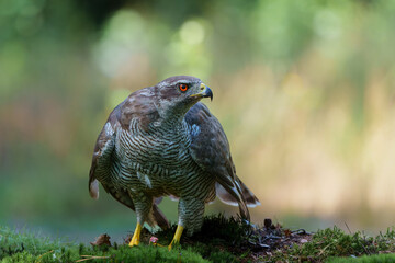 Northern goshawk (accipiter gentilis) protecting his food in the forest of Noord Brabant in the Netherlands