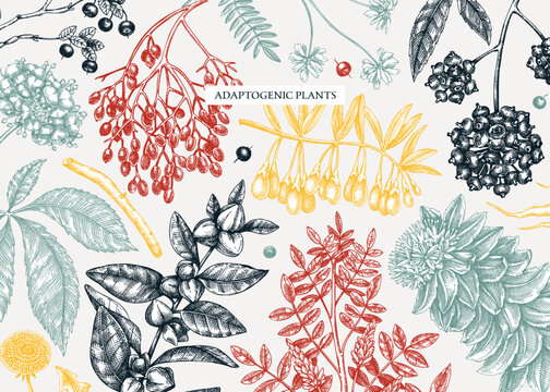 Adaptogenic plants background in sketch style. Sketched medicinal herbs, weeds, berries, leaves banner design. Perfect for brands, labels, packaging. Botanical illustrations in color