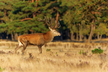 Red deer (Cervus elaphus) stag showing dominant behaviour in the rutting season on a heath field in...