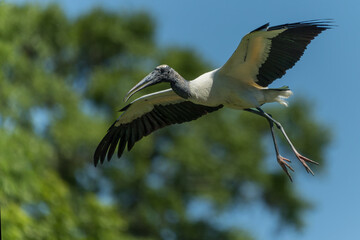 Wood Stork in Flight