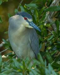 Black-Crowned Night Heron 