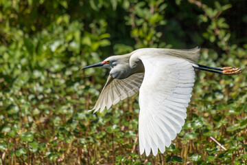 Snowy Egret in flight