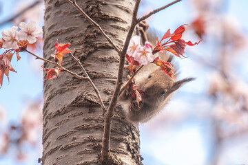 エゾリスの子供