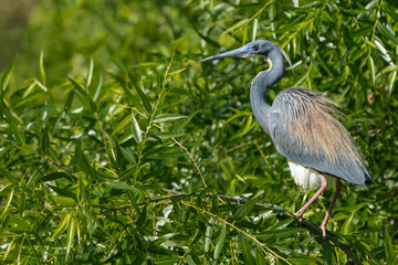 Tricolored Heron Perched