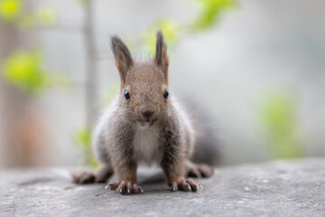 エゾリスの子供
