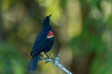Red-winged blackbird