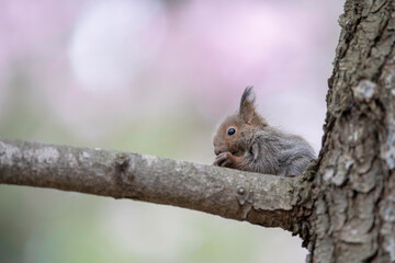エゾリスの子供