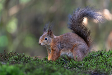 Eurasian red squirrel (Sciurus vulgaris) searching for food in the forest in the Netherlands. 