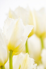 Naklejka na ściany i meble White tulips during spring in the Netherlands