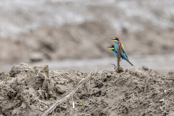European bee-eater on the ground near its burrow