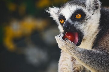 Close-up head-shot portrait of a ring-tailed lemur with furry ears eating a red tomato, looking away from camera - obrazy, fototapety, plakaty