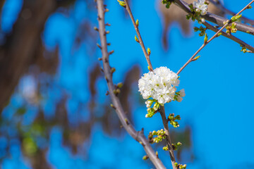 Close-up of white cherry flowers. The fruit tree blossoms in spring. Gentle background on the theme of warm weather.