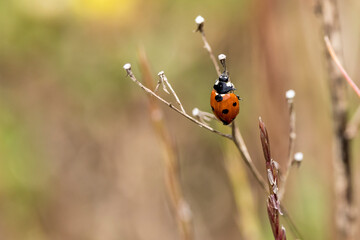 Ladybug on dry grass swaying in the wind