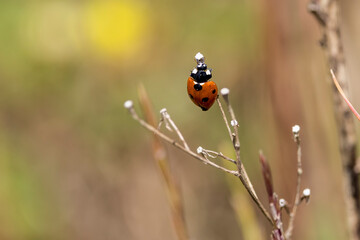 Ladybug on dry grass swaying in the wind