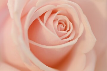 pale sweet rose