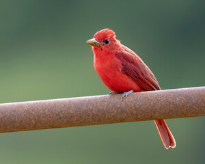 summer tanger on a metal gate