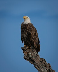 Bald Eagle perched on a dead tree looking up at the sky