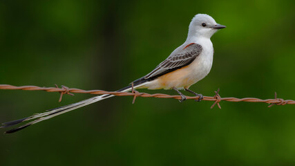 scissor-tailed Flycatcher perched on a barbwire fence