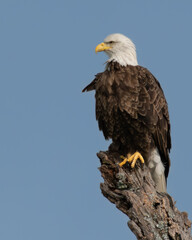 Bald Eagle perched on a dead tree 