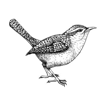 Wren vector sketch. Hand drawn wildlife illustration in engraved style. Passerine bird isolated on white background. Black and white animal drawing for print, poster, card, cover.