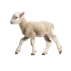 Naklejka na ściany i meble cute lamb walking , isolated on transparent background cutout , generative ai