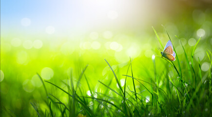 Defocused Springtime Backgrounds, Fresh Green Field Grass against Sunny Sky