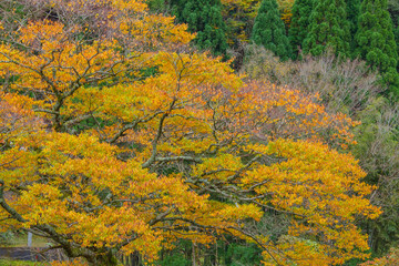 恩原高原の紅葉 岡山県 恩原高原