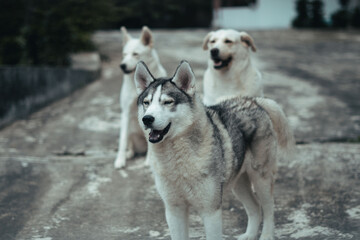 Fototapeta premium Close up of a dog playing in the park.