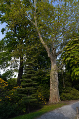 sycamore tree (plane tree) from below, light rough bark in park on sunny day.