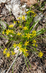 Goose onion yellow. Gagea lutea. Spring flowers are yellow. Glade with goose onion flowers.
