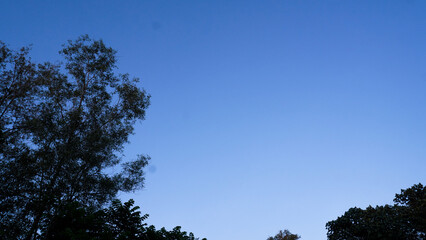 Obraz premium Bright blue sky with silhouettes of trees