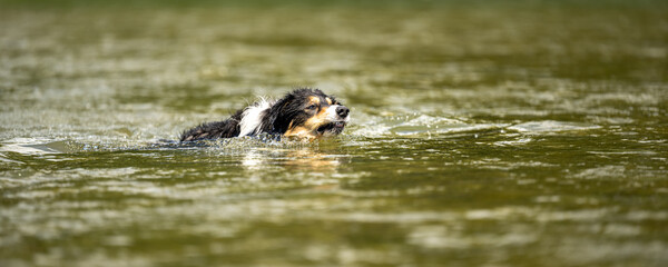 Fototapeta premium nice dog in the low water in the lake - border collie
