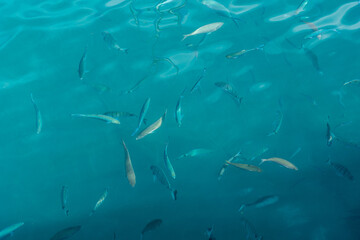Obraz premium Multiple fish in the ocean, seen from out of the water in a fishing port