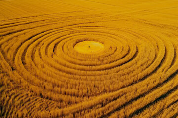 Naklejka premium Fake UFO circles on grain crop yellow field, aerial view from drone