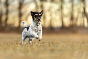 Fast little Jack Russell Terrier dog is running sideways over a  meadow in early  spring