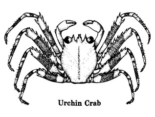Vintage Crab Illustration Vector No Background