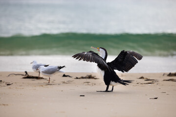 cormorants on the beach