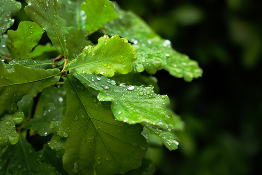Gocce di pioggia su foglie di quercia
