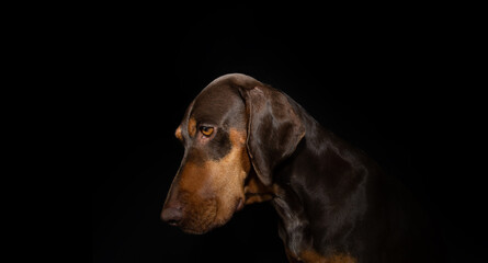Profile sad vizsla puppy dog looking down. Isolated on black dark background