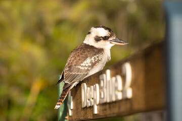 kookaburra bird on a sign
